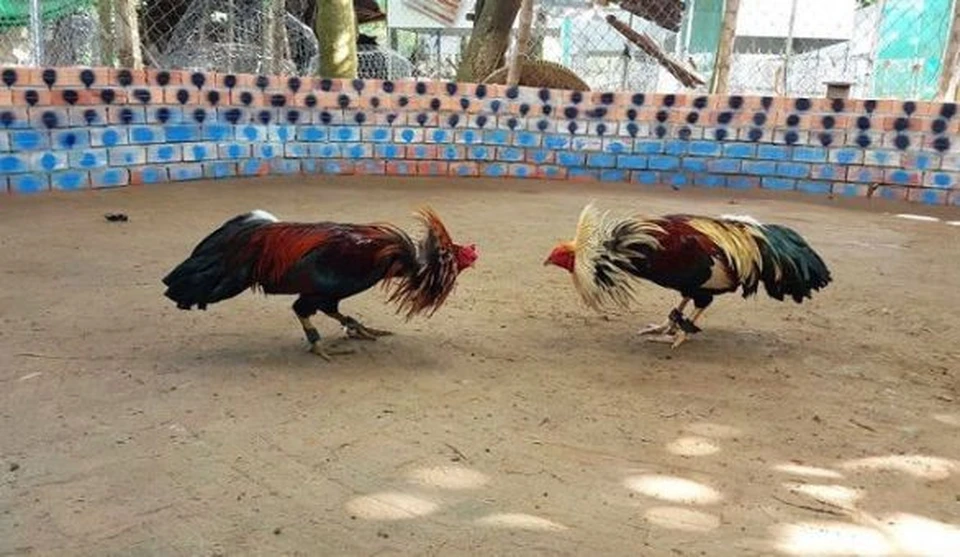 Một trận đấu đá gà chuẩn bị bắt đầu tại trường gà Thomo